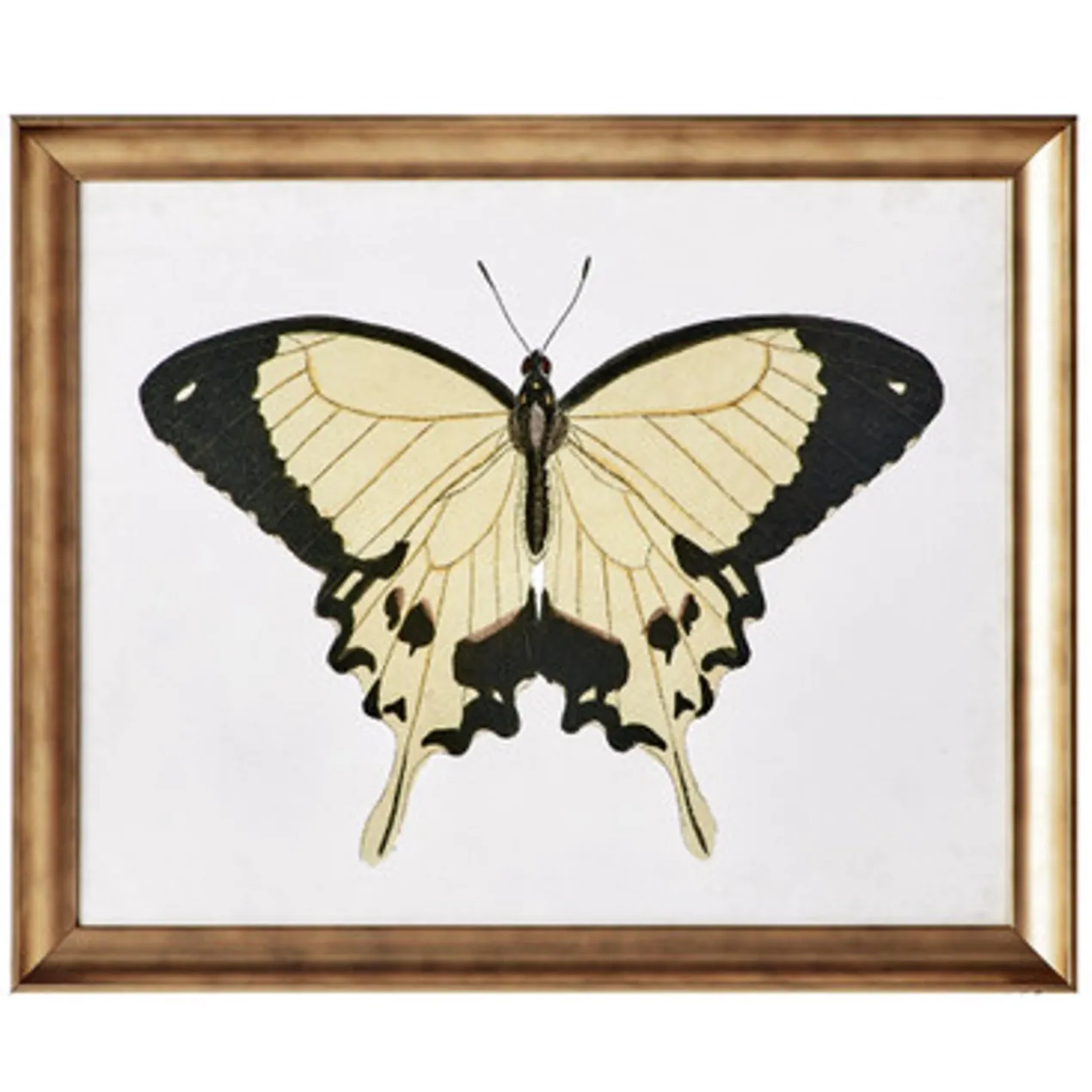 Beautiful Butterfly 1