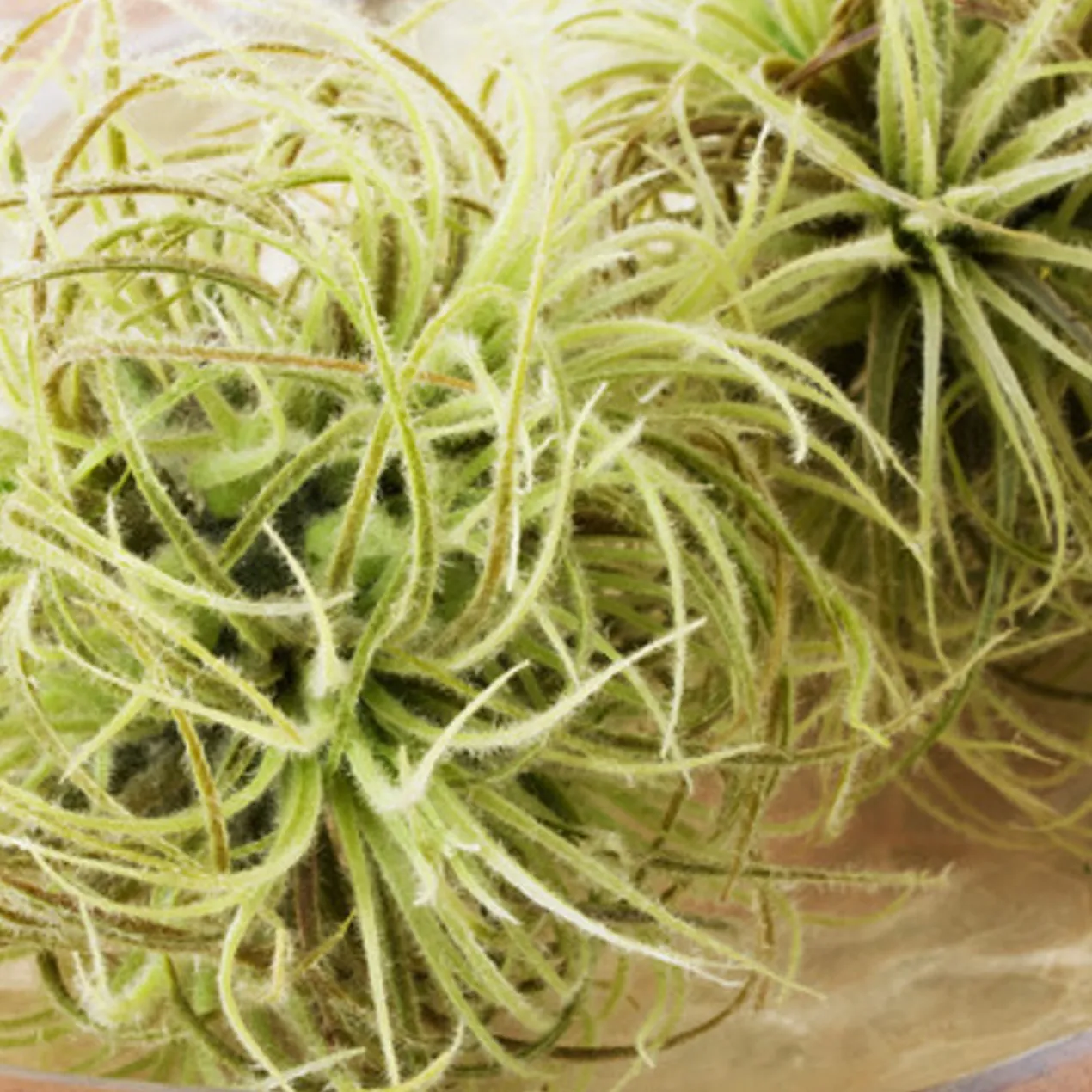 Faux Airplant Sphere