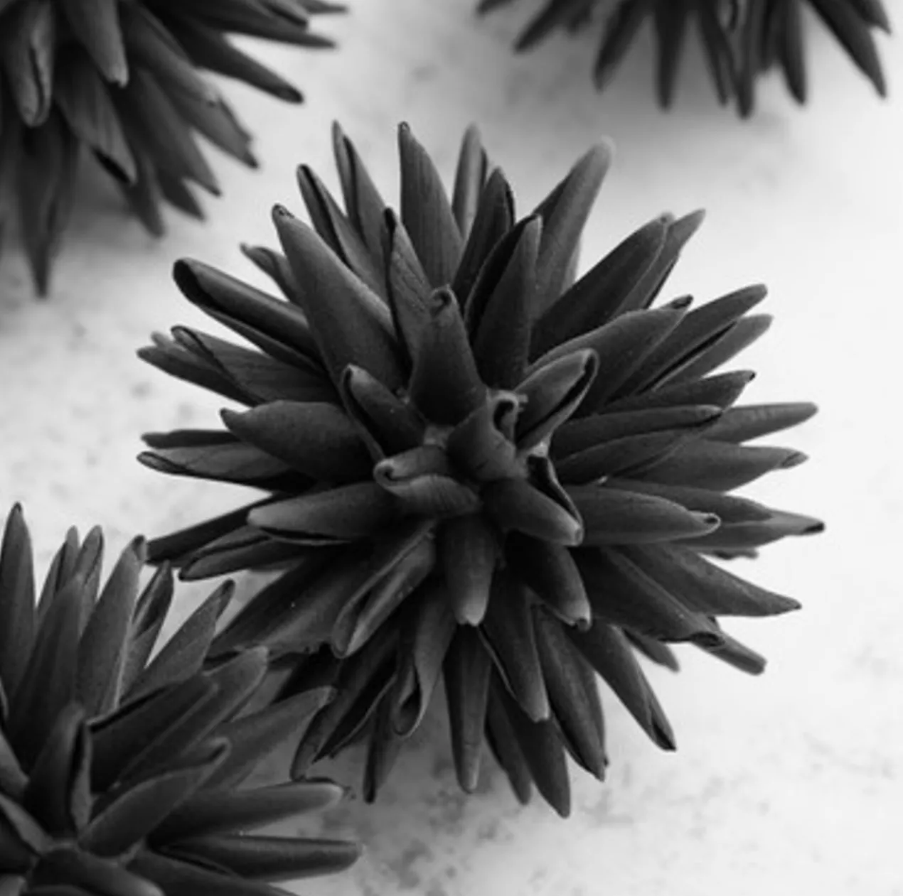 Faux Allium Sphere - Set of 9