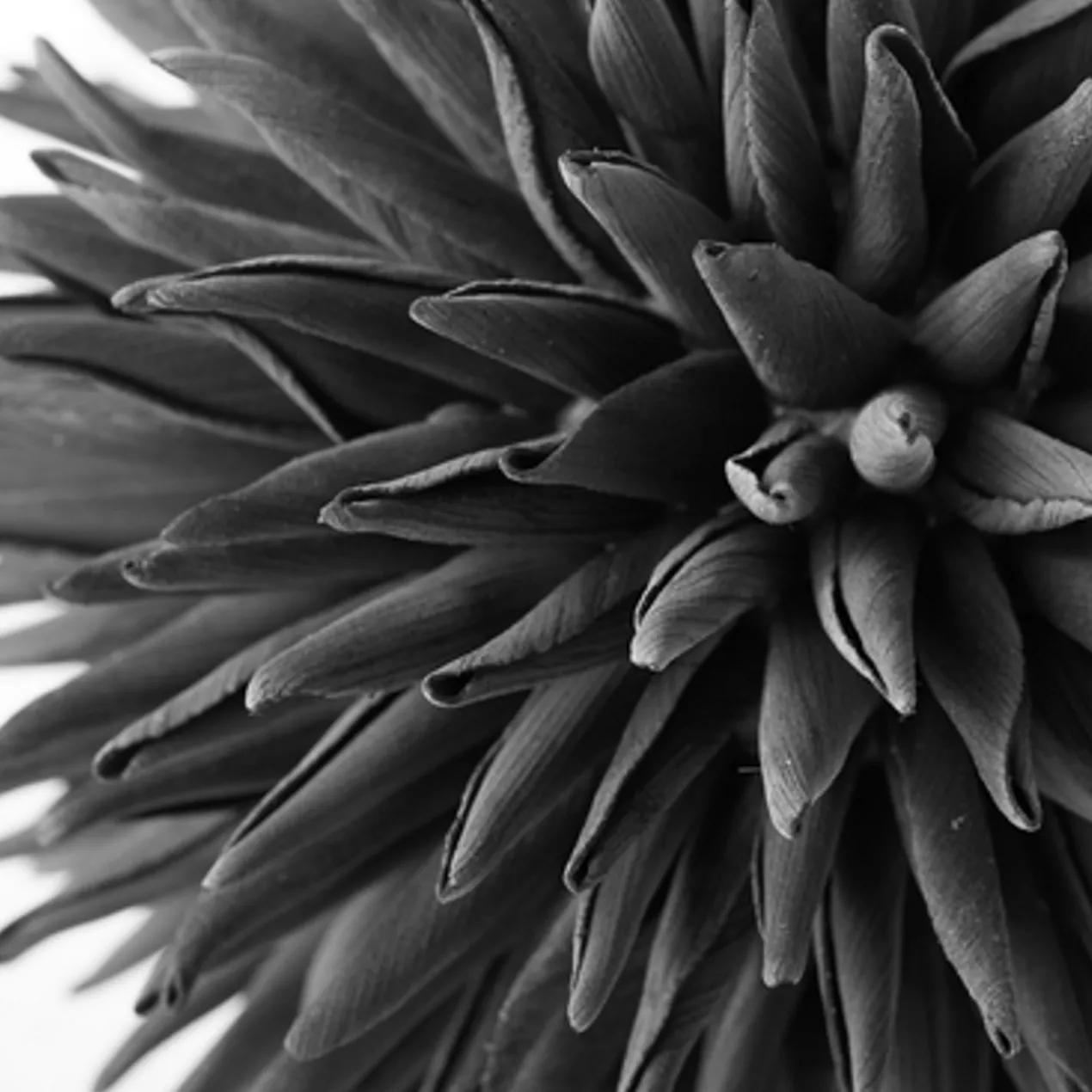 Faux Allium Sphere - Set of 3