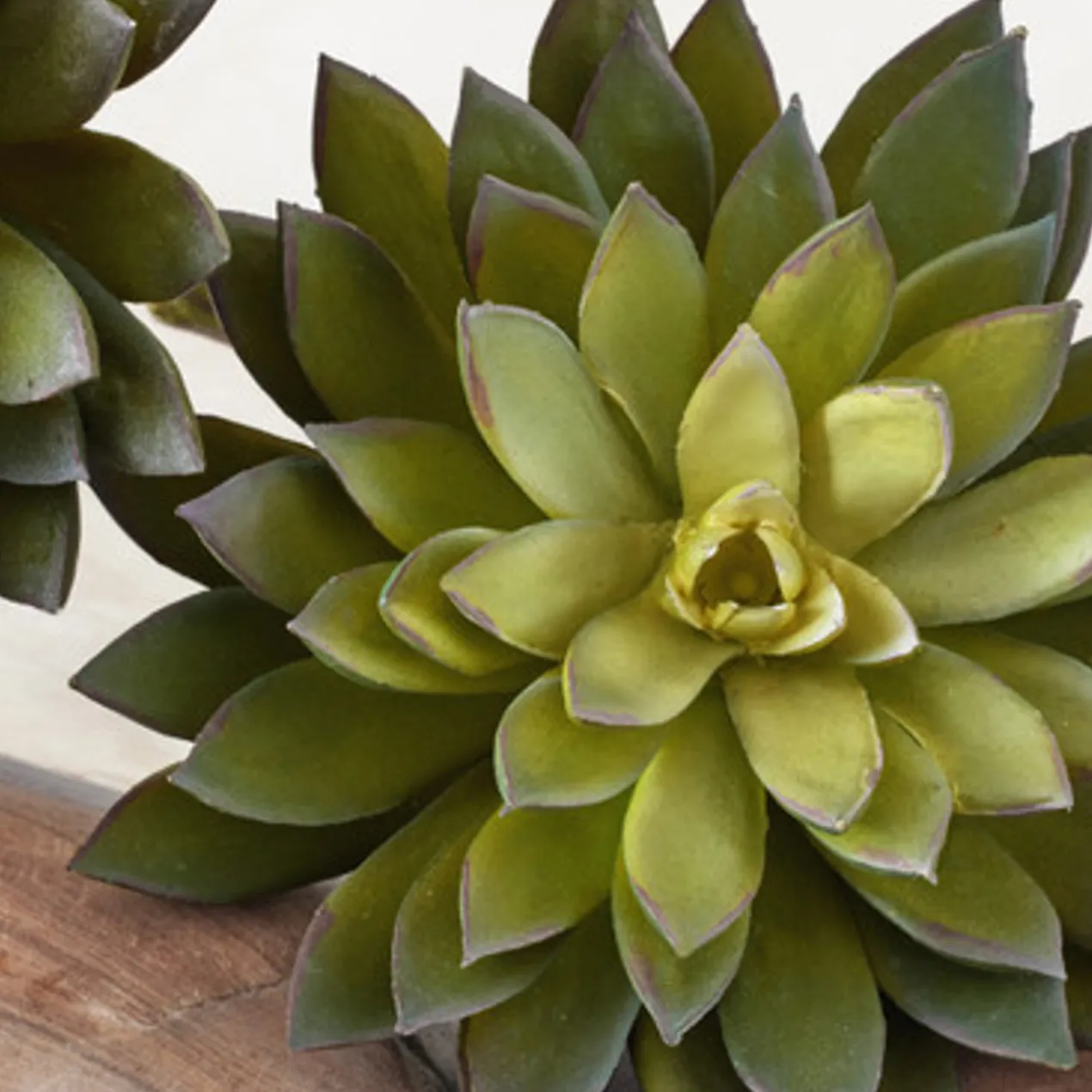 Faux Thorn Succulent Pick