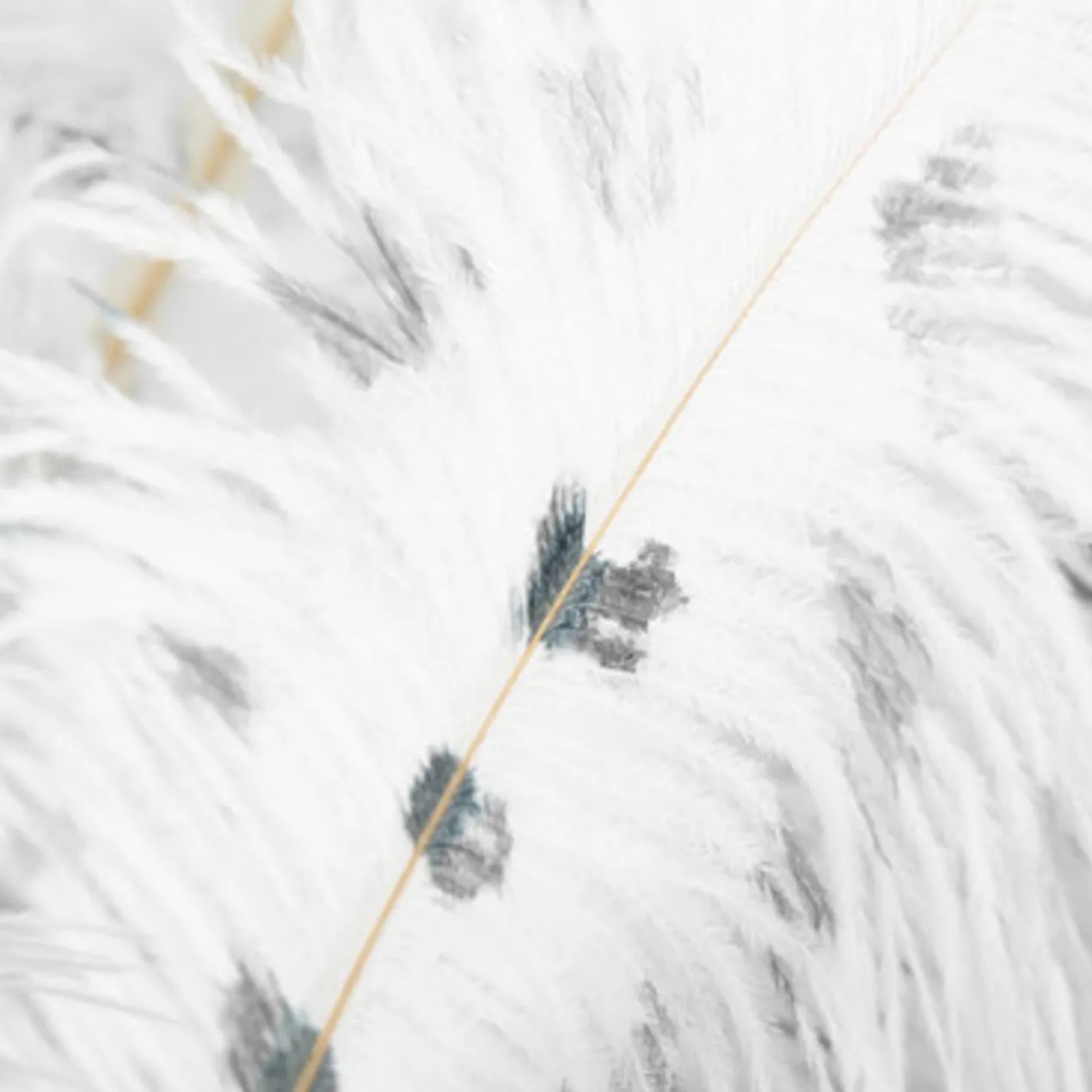 Ostrich Spray - Set of 3