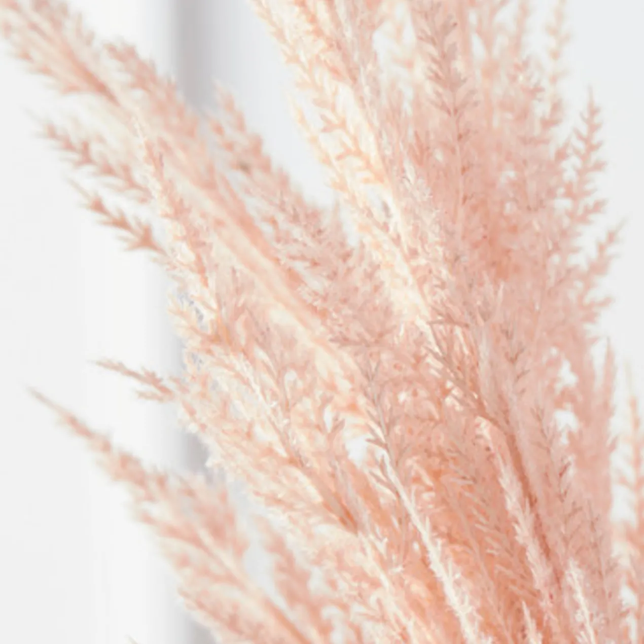 Pampas Grass - Set of 3